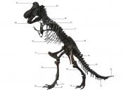 Dino-Skelett