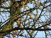 Beispiel 7: Ginkgofrüchte am Baum