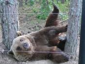 A bear posing