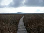 A trail in the marsh itself