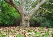 Walnut Tree / Walnussbaum
