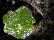 Inside the Tree's Heart