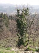Poor tree/Armer Baum