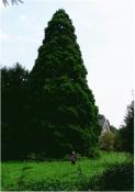 Bergmammutbaum