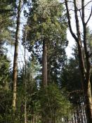 einsamer Mammutbaum mitten im Wald