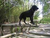 Hundespielplatz