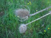 Distel