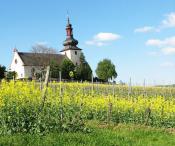 Weinlage Glöck unterhalb St. Kilianskirche