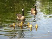 Gänsefamilie im nahegelegenen Teich