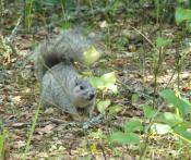 Delmarva Fox Squirrel