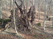 Baumruine