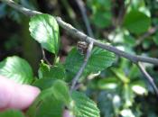 Zusätzlich: Maikäfer in einer Buchenhecke mit Finger