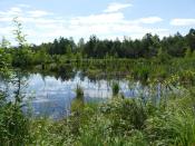 Schöner Moorsee kurz vor dem Moorpfad zum Cache