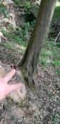 Y4 Hinweis S3 in der Buche
