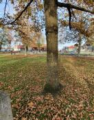 Baum