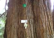 * Foto-Beispiel zu 3: Mammutbaum- Baummarke  mit Landschildkroete