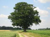 Der Baum