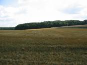 Blick vom Cache zum gegenüberliegend Waldstück. Look from the CacheLocation