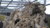 Alpinum