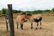 Schrotties Przewalski-Pferde in der Wüste