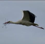 Storch beim Nestbau