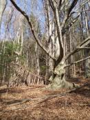 Impressive tree along the trail nr 7 after castle Kainberg Eindrucksvoller Baum am Weg Nr 7 nach Schloss Kainberg