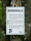 Bannwald