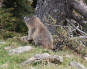 Murmeltier auf der Wiese