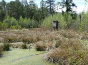 Ein Hochstand versinkt im Moorsee