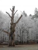 Monstranzenbaum im Süden vom Grauen Stein