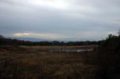 Blick