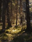 Wald am Versteck