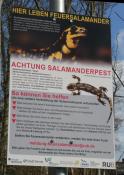 Feuersalamander Pestschild