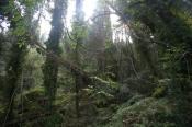in the "jungle"