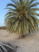 La palmera