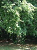 Dies ist der einsame Baum der vor den beiden großen Zeugen steht