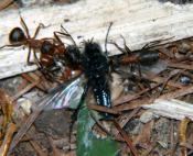 Beispiel zu 2 :Ameisen mit  Fliege