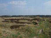 Blick vom westlichen Eingang auf die Binnendünen