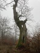 Alt wie ein Baum...