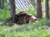 A bear sleeping