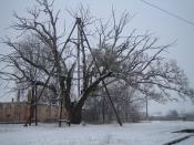 The Granit oak in winter