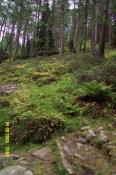 View from trail no. 6 to the cache position Blick vom Wanderweg Nr. 6 zur Cacheposition