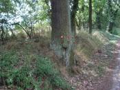 Auf dem Weg zum Grossen Stein