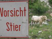 Vorsicht Stier / Attention: Bull