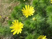 Adonis Vernalis