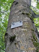 Baum ohne echte Baummarke