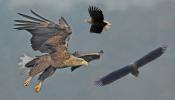 Seeadler