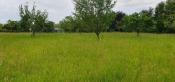 Wiese