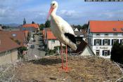 Storch