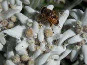 Wetterkreuzhütte - Edelweiss im Hausgarten